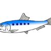 手書きのイワシ(魚)のイラスト素材