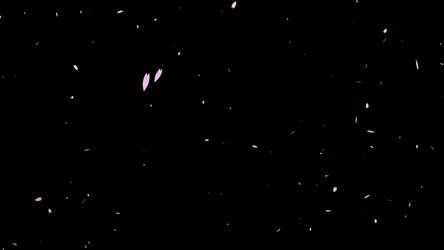 桜吹雪の背景透過無料動画素材